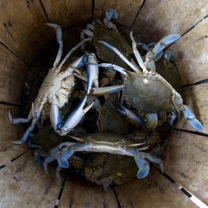 blue-crabs-in-a-bucket-300x300